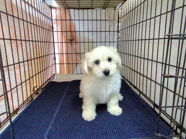 ミックス犬    (オス) №３１　