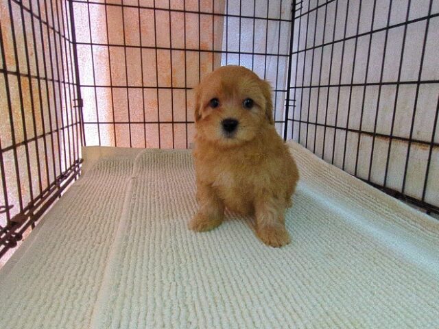 ミックス犬    (メス) №３８