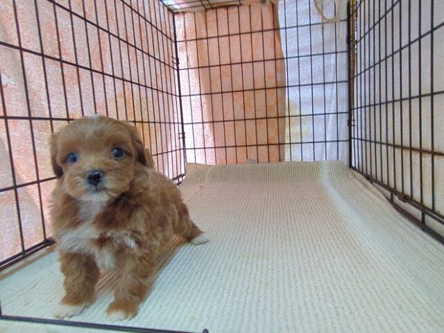 ミックス犬    (オス) №４０　