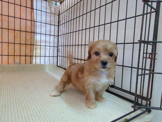 ミックス犬    (メス) №４１　