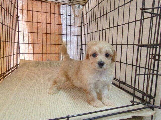 ミックス犬    (メス) №４２　