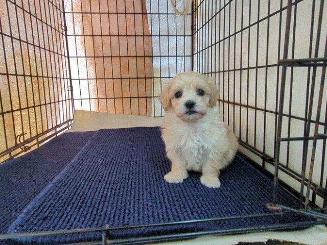 ミックス犬    (オス) №４３　