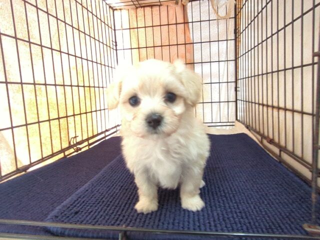 ミックス犬    (メス) №４４　