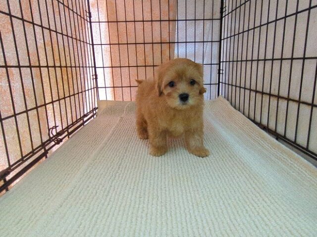 ミックス犬    (メス) №３８