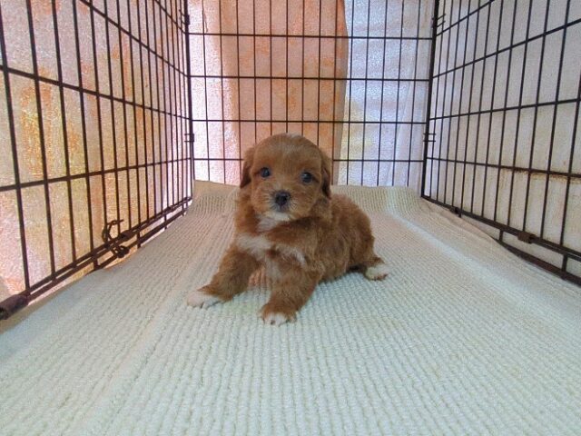 ミックス犬    (オス) №４０　