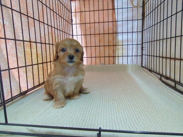 ミックス犬    (メス) №４１　