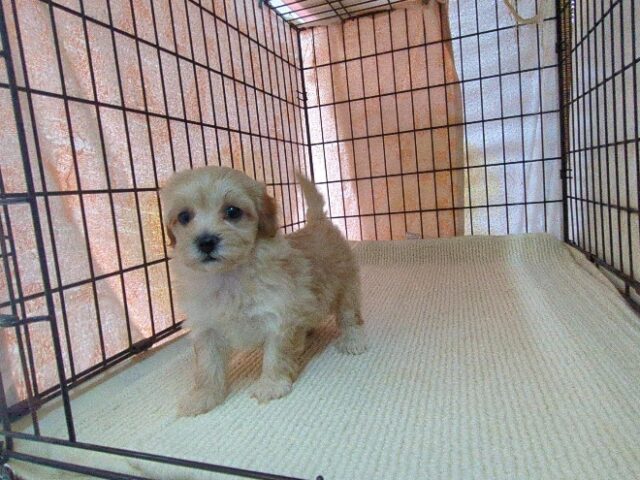 ミックス犬    (メス) №４２　