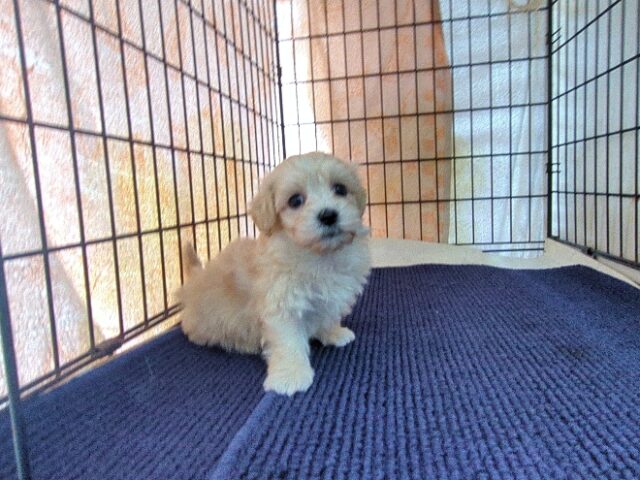 ミックス犬    (オス) №４３　