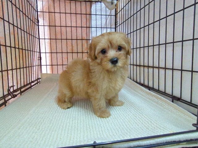 ミックス犬    (メス) №３７