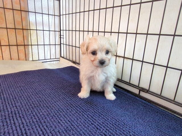 ミックス犬    (メス) №４４　