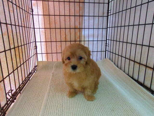 ミックス犬    (メス) №３８