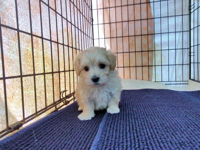 ミックス犬    (オス) №４３　