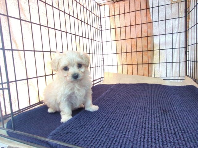 ミックス犬    (メス) №４４　