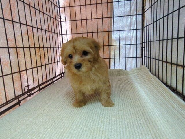 ミックス犬    (メス) №３７