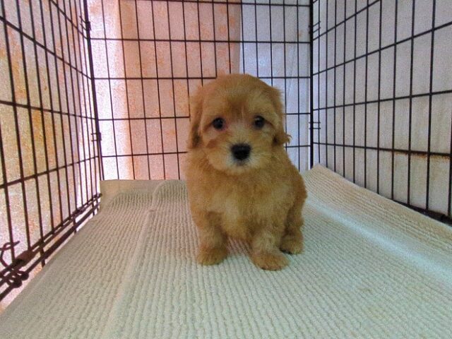 ミックス犬    (メス) №３８