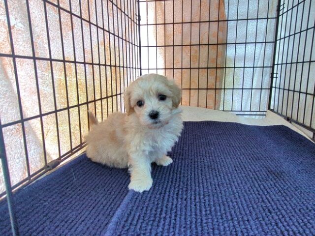 ミックス犬    (オス) №４３　