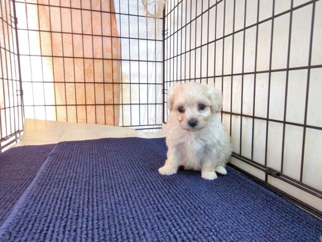 ミックス犬    (メス) №４４　