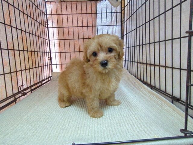 ミックス犬    (メス) №３７