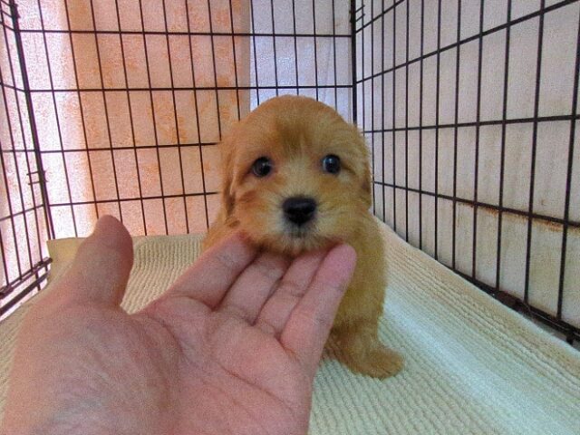 ミックス犬    (メス) №３８