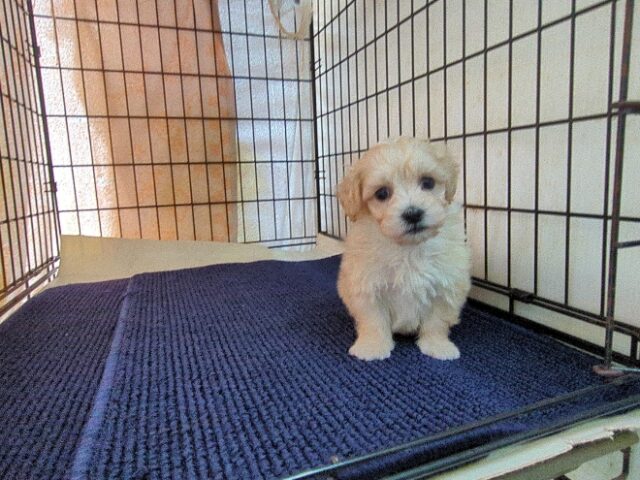 ミックス犬    (オス) №４３　