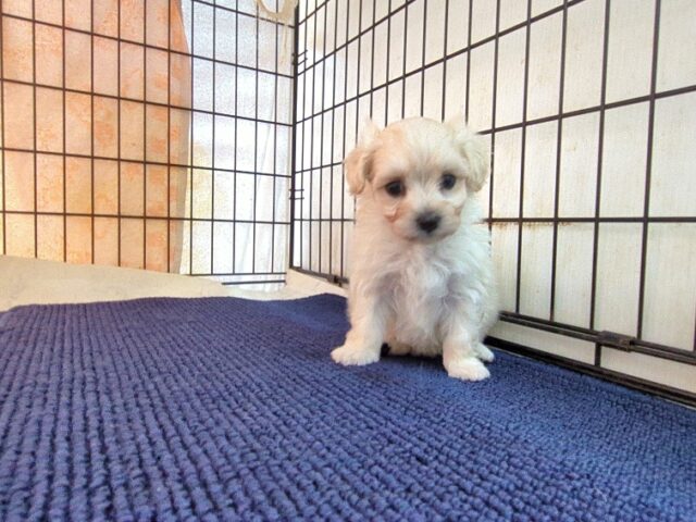 ミックス犬    (メス) №４４　