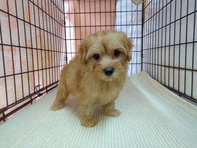 ミックス犬    (メス) №３７