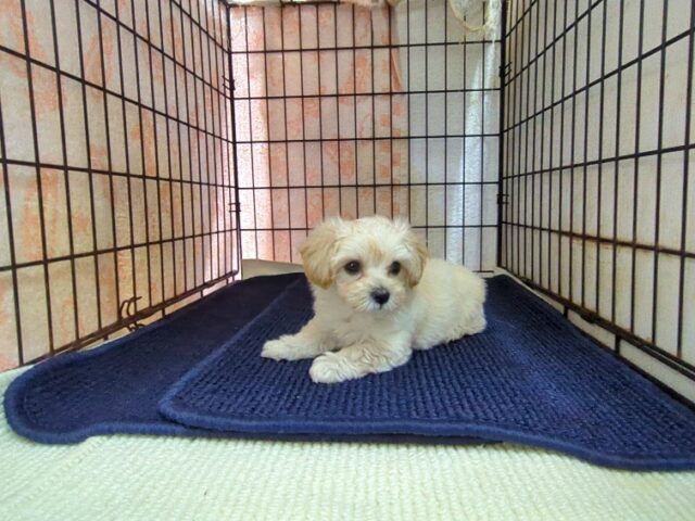 〇　ミックス犬    (オス) №４５