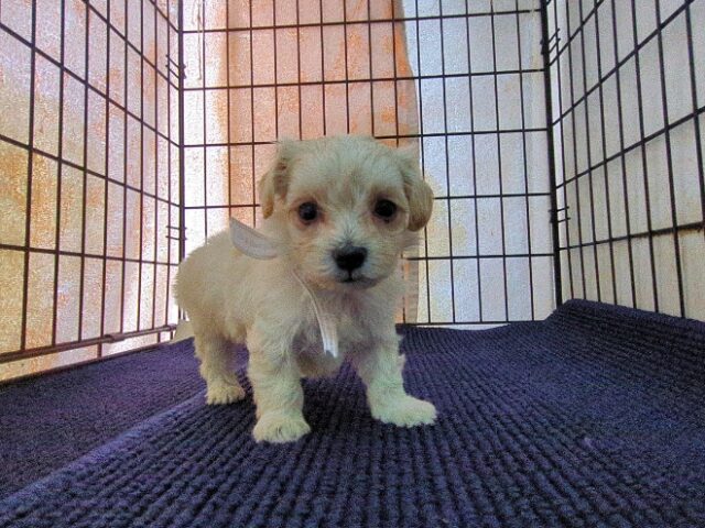 〇　ミックス犬    (オス) №４５