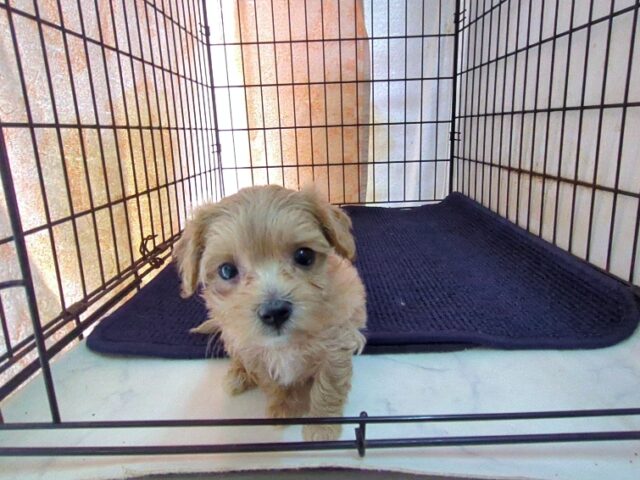 ミックス犬    (メス) №４７　