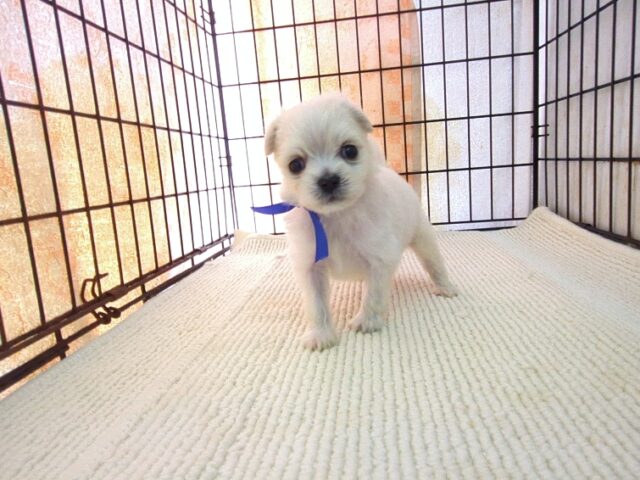 ミックス犬    (チワマル　オス) №４９　