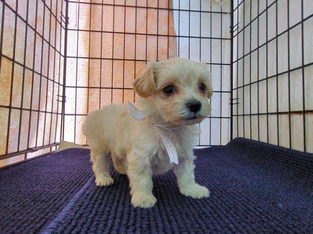 ミックス犬    (オス) №４５　