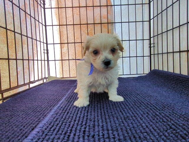 ミックス犬    (オス) №４６　