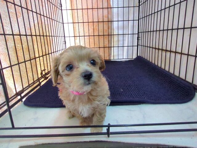 ミックス犬    (メス) №４７　
