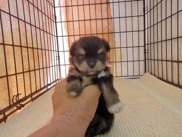 ミックス犬    (チワマル　オス) №４８　