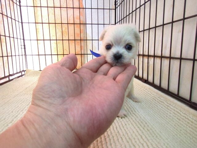 ミックス犬    (チワマル　オス) №４９　