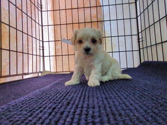 ミックス犬    (オス) №４５　