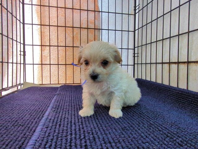ミックス犬    (オス) №４６　