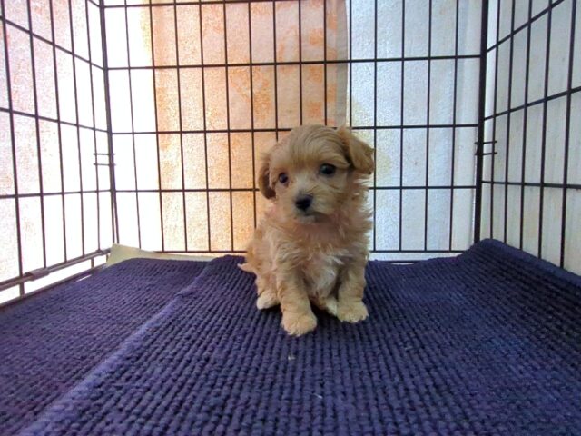 ミックス犬    (メス) №４７　
