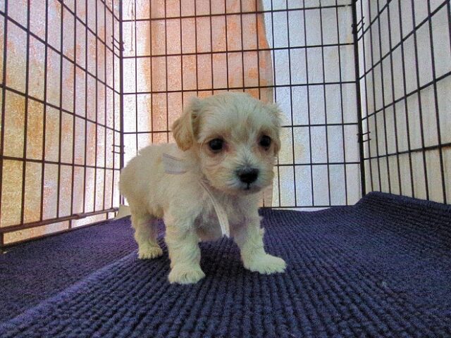 ミックス犬    (オス) №４５　