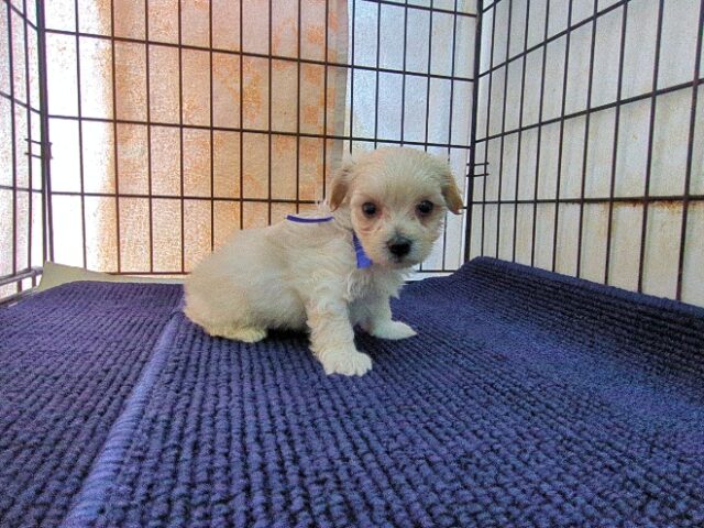 ミックス犬    (オス) №４６　