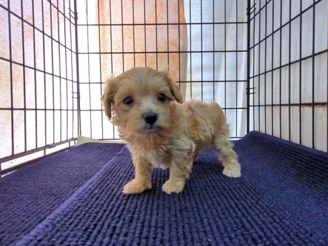 ミックス犬    (メス) №４７　