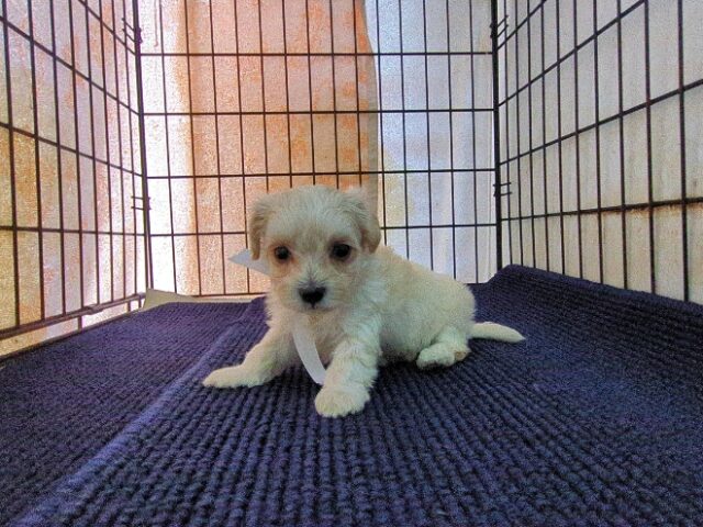 ミックス犬    (オス) №４５　