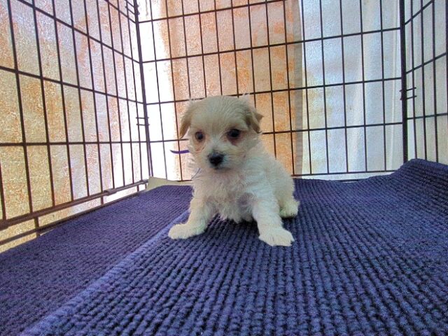ミックス犬    (オス) №４６　