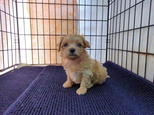 ミックス犬    (メス) №４７　