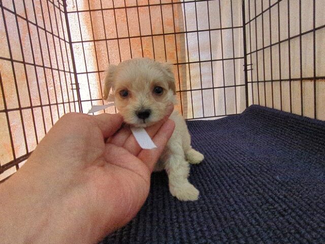 ミックス犬    (オス) №４５　