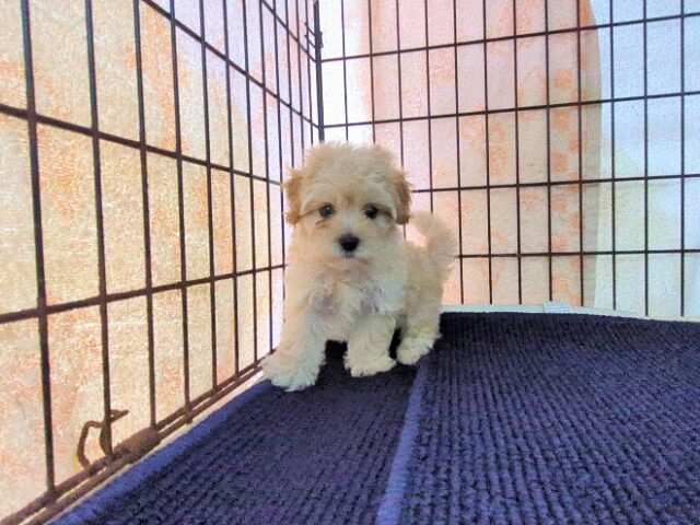 ミックス犬    (メス) №６９