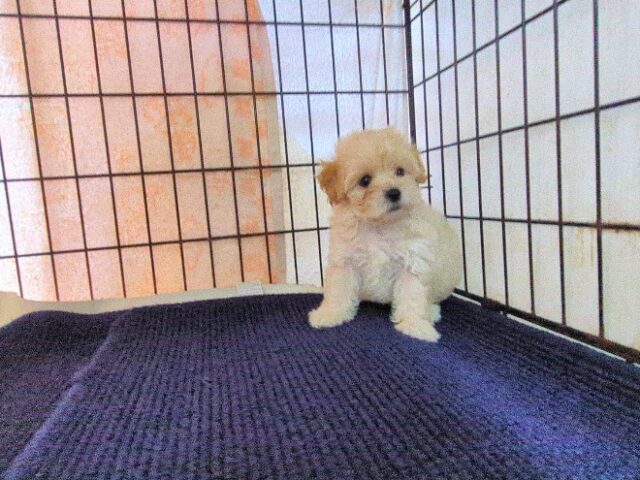 ミックス犬    (メス) №７０