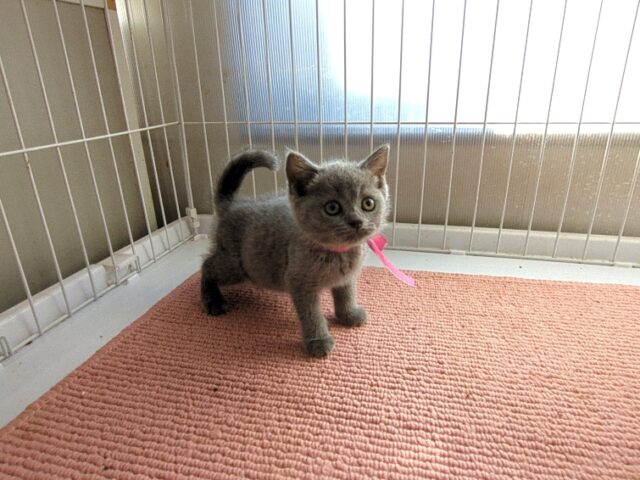 ブリティッシュ　ショートヘア（メス）№６４　　　　　　　　　　予約受付中です　　　　　