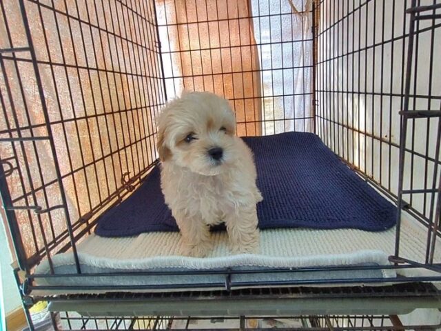 ミックス犬    (オス) №６６