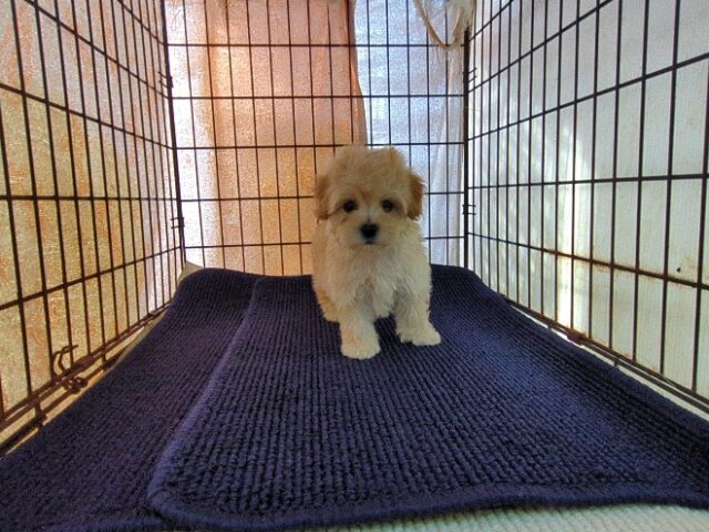 ミックス犬    (メス) №６８